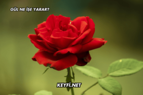 Gül Ne İşe Yarar?