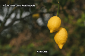 Ağaç Kavunu Faydaları