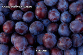 Çakal Eriğin Faydaları