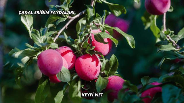 Çakal Eriğin Faydaları