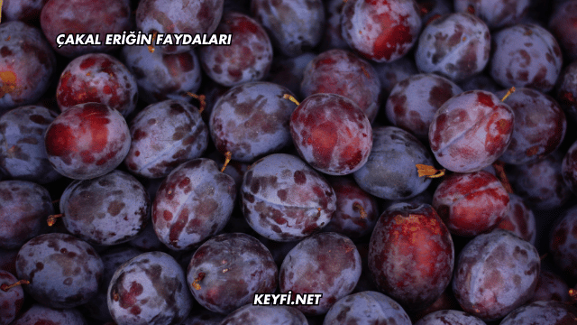 Çakal Eriğin Faydaları