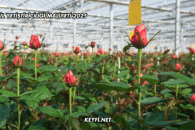 Gül Yetiştiriciliği Maliyeti 2025