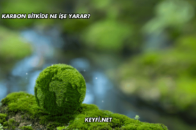 Karbon Bitkide Ne İşe Yarar?