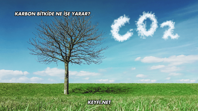 Karbon Bitkide Ne İşe Yarar?