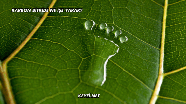 Karbon Bitkide Ne İşe Yarar?
