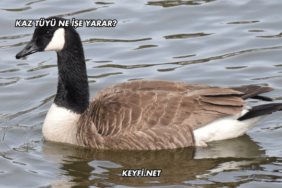 Kaz Tüyü Ne İşe Yarar?