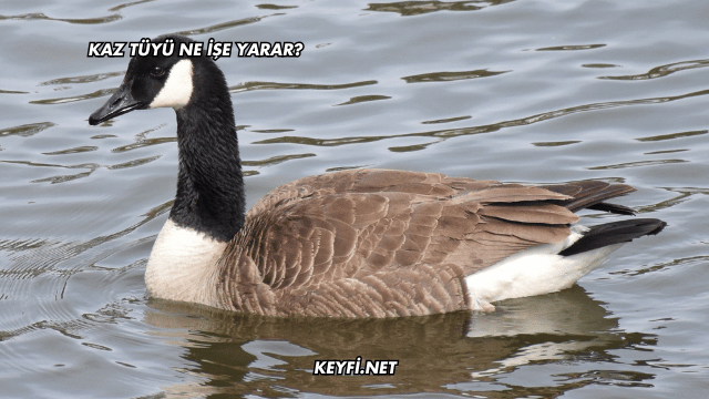 Kaz Tüyü Ne İşe Yarar?