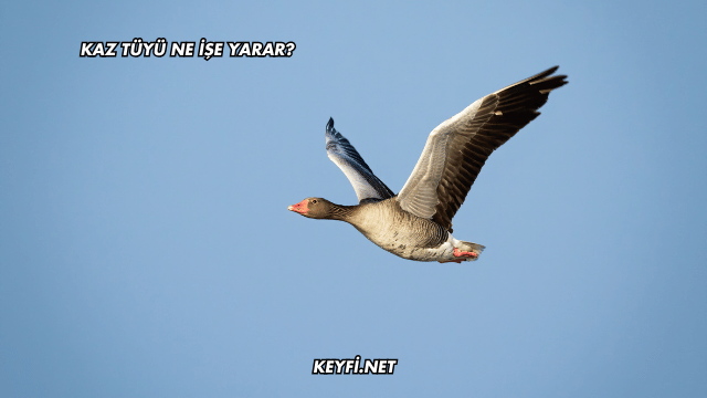 Kaz Tüyü Ne İşe Yarar?