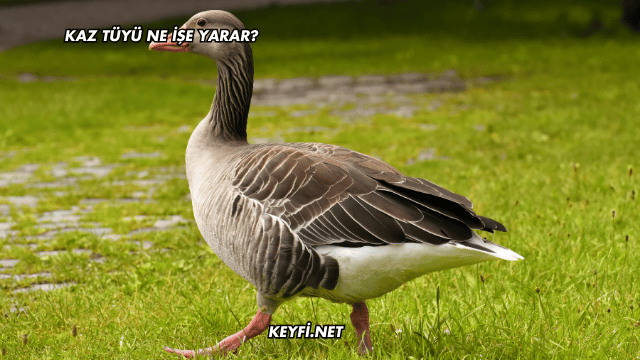Kaz Tüyü Ne İşe Yarar?