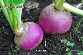 Şalgam Yemenin Faydaları