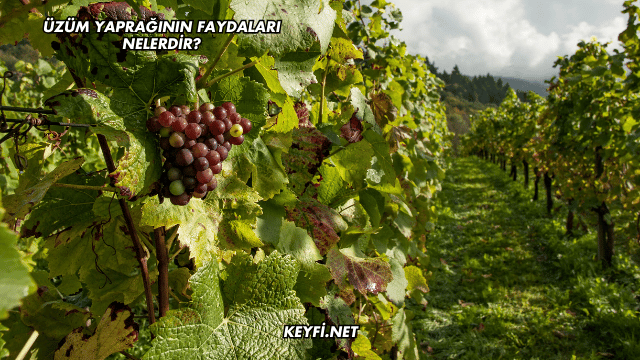 Üzüm Yaprağının Faydaları Nelerdir?